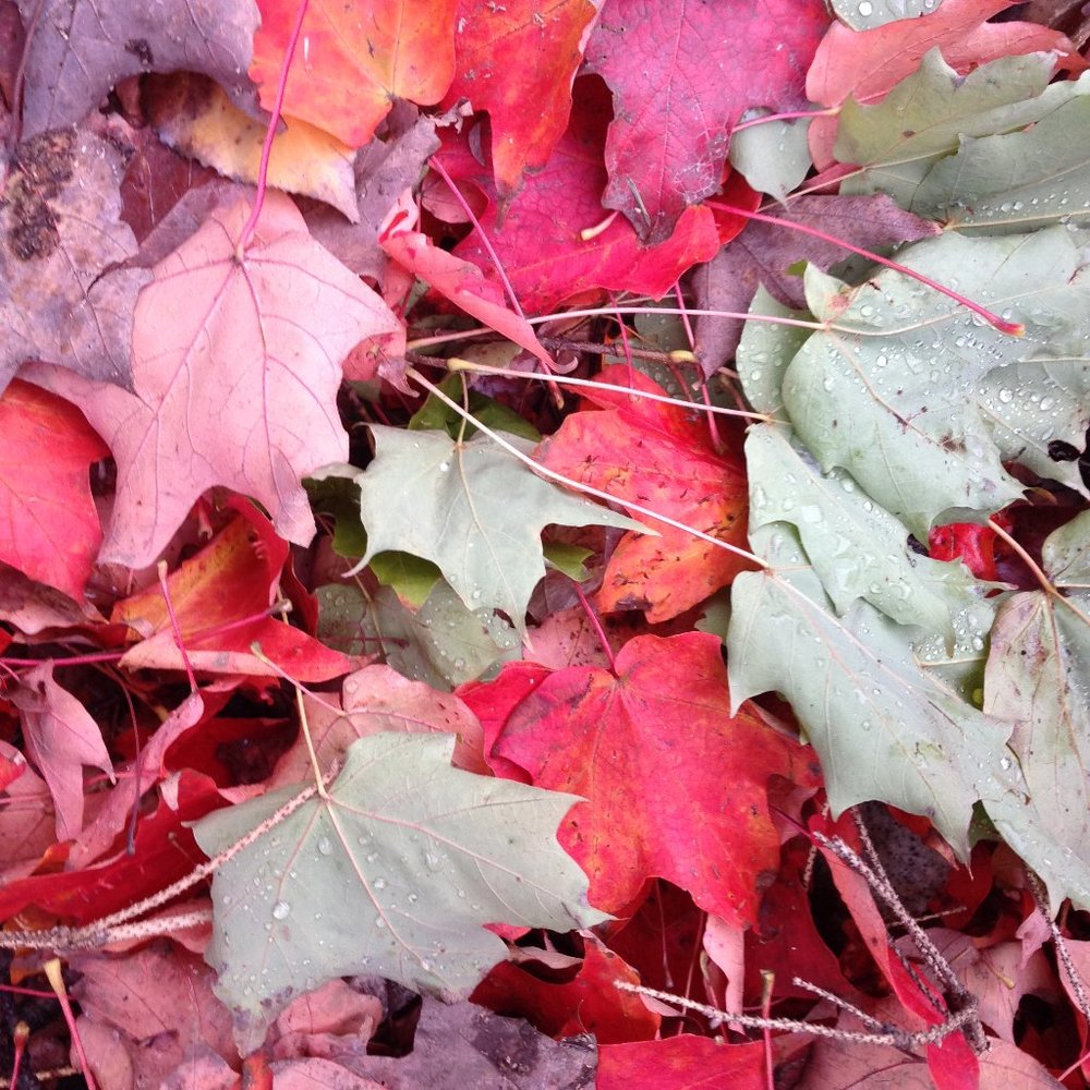 Meet your Posher, Dan